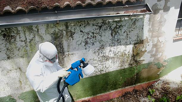 Mold Removal service in Palm Beach Gardens